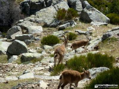 Guadarrama;Pico de la Najarra-nieve y montañas cantabricas fotos de san juan de gaztelugatxe turism